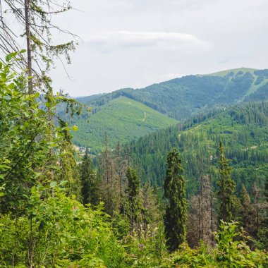 Dağlardaki yeşil orman