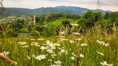 Dağlarda güzel çiçekler