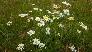 Tarlada beyaz papatya çiçekleri.