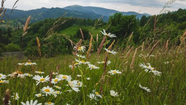 Arkasında bir dağ olan güzel bir manzara.