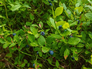 Yazın çalılıklarda yabanmersini. Böğürtlenler ormanda. Ormandaki meyveler.