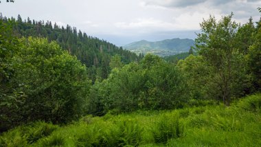 Yeşil çimleri ve ormanları olan güzel dağ manzarası