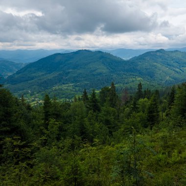 Karpatlar 'daki güzel dağ ormanları. Muhteşem yaz manzarası.