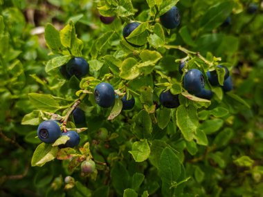 Bir dalda olgunlaşmış erikler