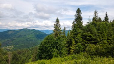 Bir dağ ve ormanı olan güzel bir manzara.