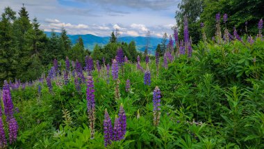 Yazın dağlarda. güzel doğa