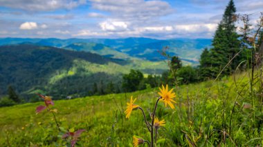 Alplerdeki güzel yaz manzarası