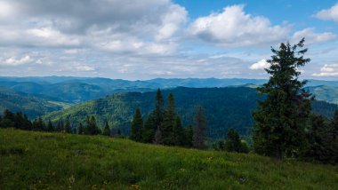 Güneşli bir günde güzel bir dağ ormanı.