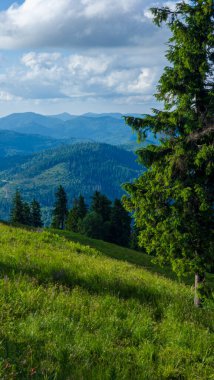 Karpatlar 'daki yeşil dağ ormanı