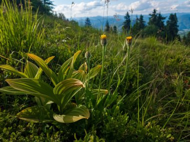 Dağlarda güzel çiçekler