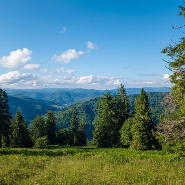 Ukrayna Karpatları 'nın güzel manzarası. Yaz günü ve yeşil dağlar.