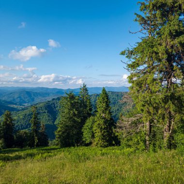 Yazın yeşil orman.
