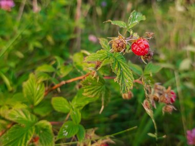 Bahçedeki kırmızı çilek çalısı
