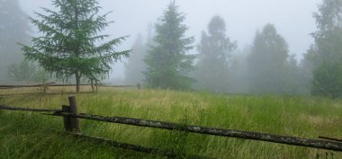 Ormanda sisli bir sabah