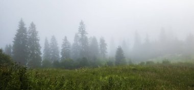 Güzel sisli bir sabah Ormanda çam ağaçları.