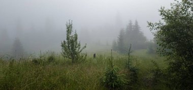 Ködös reggel-a Kárpátok