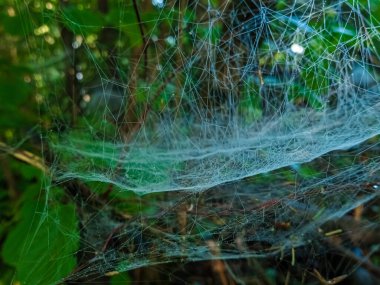 bir orman içinde örümcek ağı