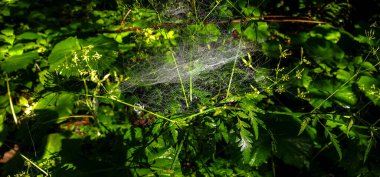 Ormanda bir örümcek