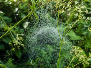 Çiy damlalı örümcek ağı