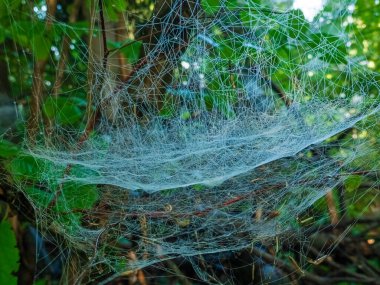 Ormandaki ağda bir örümcek.