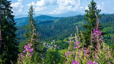 Çiçekli yaz dağları manzarası