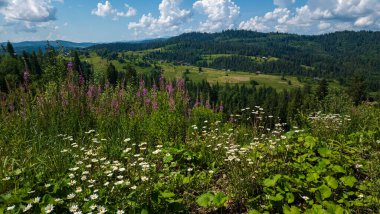 Karpat Dağları'nın güzel manzara