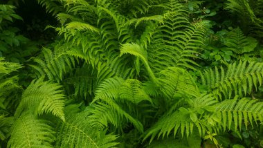 Yeşil eğreltiotu yaprağı arka planı. doğa yeşil yaprak deseni.