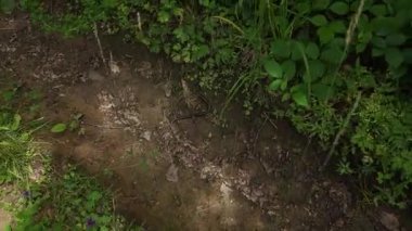 Orman doğasının güzel manzarası