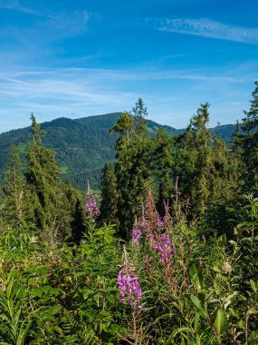 Dağlardaki ormanın güzel manzarası