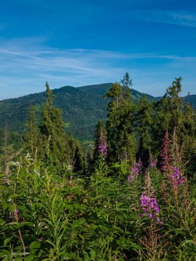 Ağaçlarla ve dağlarda mavi gökyüzüyle güzel bir yaz manzarası.