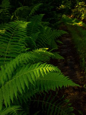 Ormanda yeşil yapraklar.
