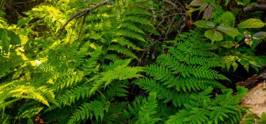 Ormandaki güzel eğrelti otu