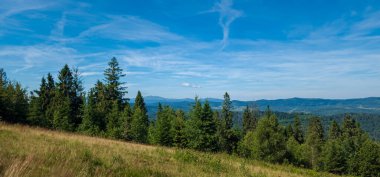 Yeşil ormanlı güzel yaz manzarası