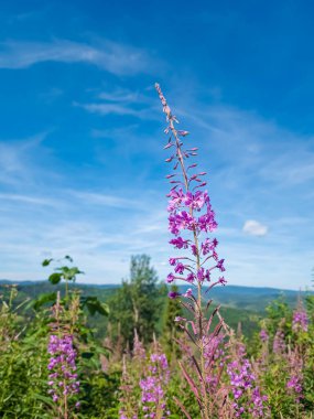 Bir dağ ve mavi gökyüzünün arka planında açan mor lupinler.
