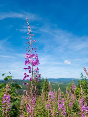 güzel yaz çayır çiçek