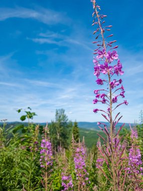Bir tarlada güzel çiçekler