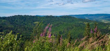 Dağlardaki yeşil ormanın manzarası