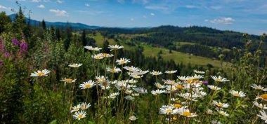Yeşil çimlerin üzerinde beyaz çiçekler