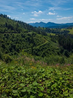 Yeşil çimenler ve ormanlarla güzel bir yaz günü