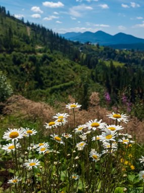 Arkasında bir dağ olan güzel bir manzara.