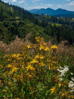 Dağlarda güzel çiçekler