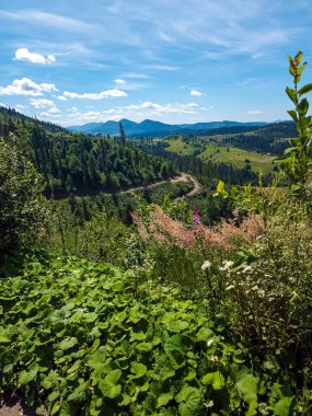 Dağlardaki ormanın güzel manzarası