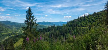 Karpatların dağlarında yaz manzarası güneşli havada