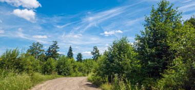 Yeşil tarlaları ve ağaçları olan yaz ormanı.