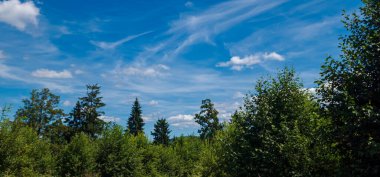 Ağaçlarla ve mavi gökyüzüyle yaz manzarası