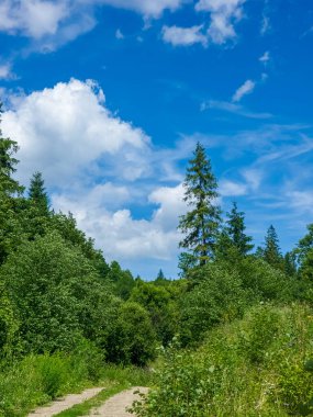 Ormanda dağ yolu olan güzel bir manzara..