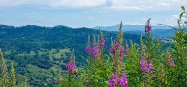 Bir dağ vadisinin yaz manzarası