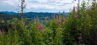 Yaz peyzaj Karpatlar, Ukrayna