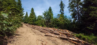road through pine trees