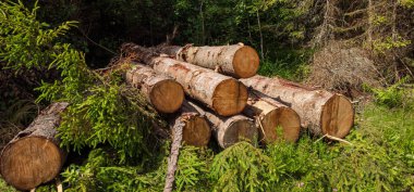 Ormanın kenarındaki ağaçları kes. yüksek kaliteli fotoğraf
